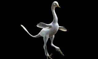 Ảnh phục dựng của con khủng long sở hữu thân hình thiên nga, mỏ vịt, răng cá sấu, chân đà điểu và những móng tay sát thủ - Ảnh: AP