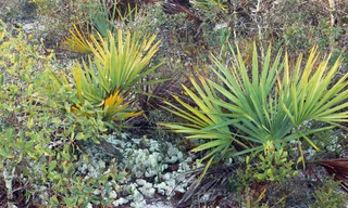 Dầu cọ lùn là thảo dược tốt cho phì đại tiền liệt tuyến