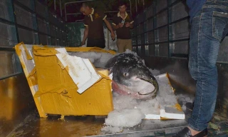 Con cá được vận chuyển bằng máy bay về Sân bay Đà Nẵng, sau đó bỏ lên xe tải chở về nhà hàng