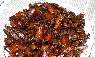 Cần lựa chọn và chế biến đúng cách khi sử dụng côn trùng làm thức ăn