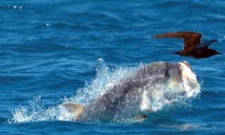 Cá vẩu trổ tài săn chim ngoạn mục. Ảnh: BBC.