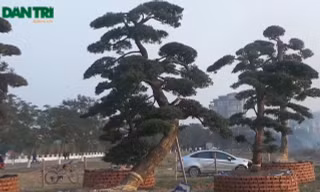 [VIDEO] Cây tùng trăm tuổi chào giá bạc tỷ ở Hà Nội