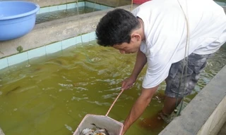 Kiểm tra, phân loại cá koi.