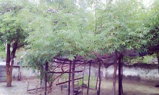 Cây sắn “lạ” có tán rộng hơn 10m