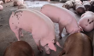 Loại heo hơi nhiều mỡ đang được thương lái Trung Quốc lùng mua.