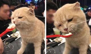 Thú cưng còn được chủ sẵn sàng bón kem, cưng nựng như này. Nguồn: Facebook.