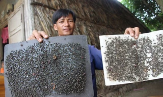 Mỗi ngày anh Thái bẫy hơn 10 miếng keo dính, nhưng ruồi vẫn không giảm.