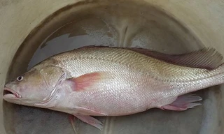 Con cá anh Trung bắt được có vẻ ngoài rất giống cá sủ vàng