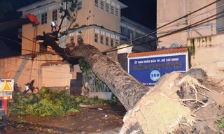 Cổ thụ bật gốc đổ đè tường trường đại học Sài Gòn