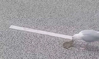 Giật mình chứng kiến chim 'quái vật' nuốt chửng thỏ trong 'hai nốt nhạc'