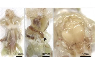 Thí nghiệm làm trong suốt cơ thể loài gặm nhấm của các nhà khoa học Mỹ tại Viện Công nghệ California