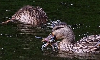 Chim chìa vôi xám bị vịt cổ xanh nuốt chửng gần như toàn bộ. Ảnh: BBC.