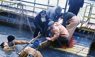 Giải mật 'đội đặc nhiệm cá heo' của quân đội Nga