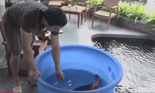 Hồ cá Koi gần 14 tỷ đồng của doanh nhân Sài Gòn