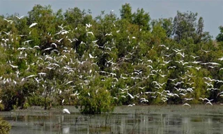 Đến Trà Sư chỉ được ngắm nhìn thảm bèo xanh cũng là một trải nghiệm rất thú vị mà không nơi nào có được (nguồn ảnh:internet)