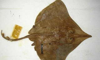 Loài cá đuối Dipturus innominatus.