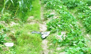 Chị Tiến bị dụ tới nơi có "củ riềng mọc hoang". Ảnh minh họa