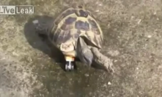Rùa có chân giả làm từ bánh xe đồ chơi
