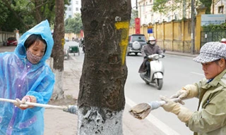 Hà Nội: “Mặc áo” chống rét cho cây
