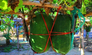 Những trái bí đao 'khủng' treo lủng lẳng trên giàn tại xã Mỹ Thọ (huyện Phù Mỹ).