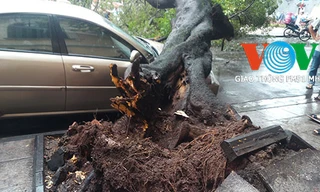 Cây cổ thụ bật gốc trên phố Hàng Dầu 