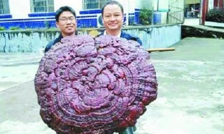 Linh chi cao 3,4 mét ở Trung Quốc