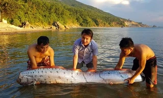 Con cá hố rồng sau khi bơi vào vùng bờ biển Cửa Sót 30 phút đã quay lại đại dương. Ảnh: T.N.