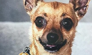 Chó chihuahua tử chiến với rắn nâu kịch độc để cứu chủ