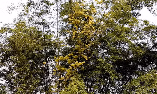 Bụi tre có cây tre nở hoa