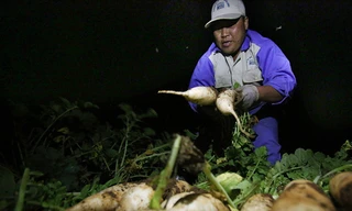 Người nông dân thức đêm để thu hoạch củ cải tại Mê Linh. Ảnh: Ngọc Thành