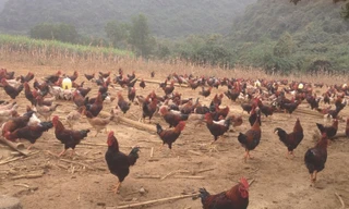 Anh Hòa trúng đậm vì phi vụ nuôi gà ri mận bán dịp Tết năm ngoái
