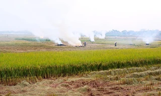 Khói rơm rạ bao phủ vùng ven Hà Nội