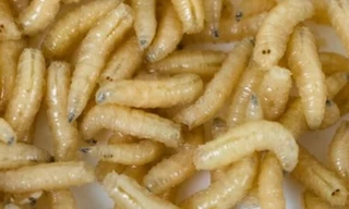 Những dị vật kinh hoàng kẹt trong lỗ tai con người