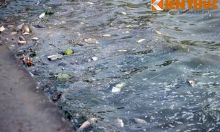 Cá chết hàng loạt, chất đống ở hồ Tây