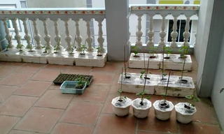 Vườn dưa trĩu quả trên sân thượng ở Hà Nội