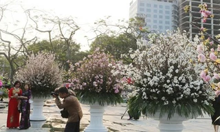 Hoa anh đào Nhật Bản làm say lòng người dân Hải Phòng