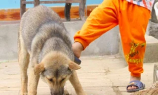 Bé gái 8 tháng tuổi ở Hà Nội bị chó ngao cắn chết