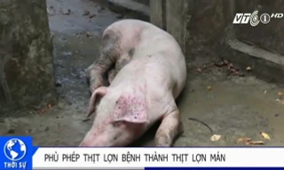 ‘Phù phép’ lợn ghẻ lở thành thịt lợn Mán
