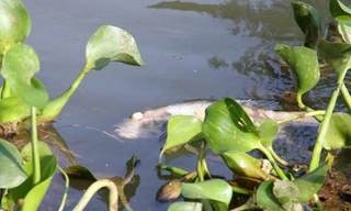 Cá bị nổ mắt do trúng độc hạt thàn mát. Ảnh: Hoàng Táo.