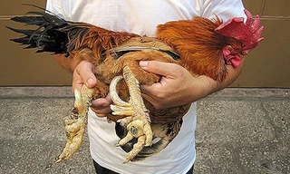 Gà 9 cựa đi từ truyền thuyết ra đời thật ở Phú Thọ. (Ảnh: VietNamnet)