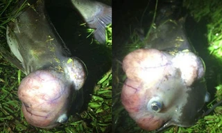 Hình ảnh cá đầu u ở hồ Cherokee. Ảnh: Sở Tài nguyên bang South Carolina.