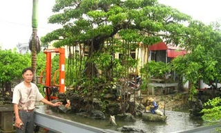 Nghệ nhân Bùi Thanh Khiết bên cây sanh cảnh trị giá trên 500 triệu đồng của gia đình.