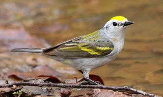 Chim chích lai mang gene di chuyền của ba loài. Ảnh: Forbes.