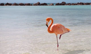 Các nhà khoa học cho rằng tư thế ngủ một chân giúp hồng hạc tiết kiệm sức lực. Ảnh: National Geographic