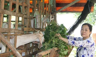 Tiếc ruộng khoai bỏ hoang, vợ ông Quang cắt dây khoai cho đàn dê ăn. Ảnh: Cửu Long