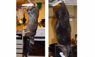 Bắt được chuột khổng lồ gặm thủng tường bê tông