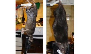 Bắt được chuột khổng lồ gặm thủng tường bê tông