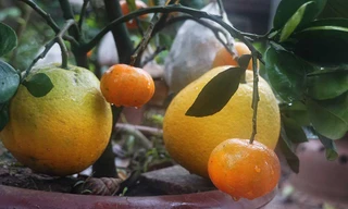 Cây bưởi sai trĩu... 10 loại quả độc đáo ở Hả Nội