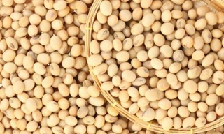 Một số trẻ có hệ tiêu hóa nhạy cảm dễ bị mất cân bằng nội tiết, khó tiêu khi ăn đậu nành. Ảnh: Boldsky.