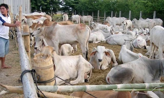 Bò nhập lậu vào An Giang được nhốt trong chuồng chờ người mua.